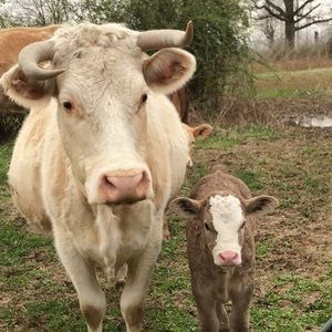 Meet your Posher, Cam